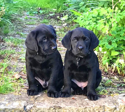 how much should labrador puppies cost