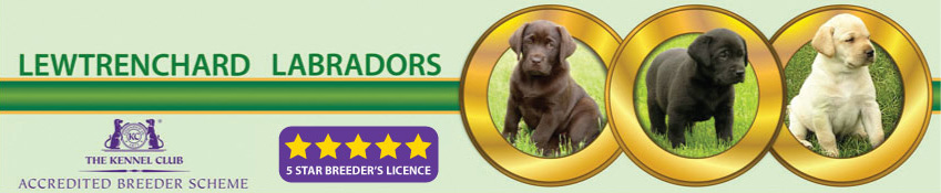 Welcome to Lewtrenchard Labradors