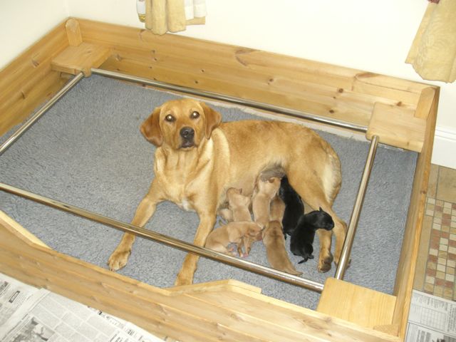 Ruby and her Puppies 1 day old