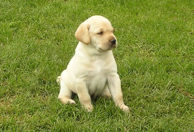 Yellow Puppy I bred