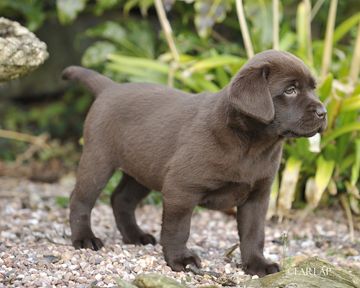 Chocolate Puppy I bred