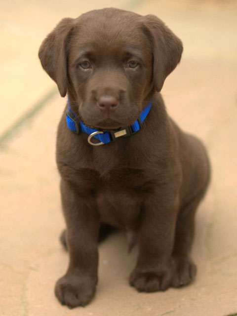 Chocolate Puppy I bred