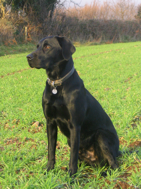 Chocolate Puppy I bred