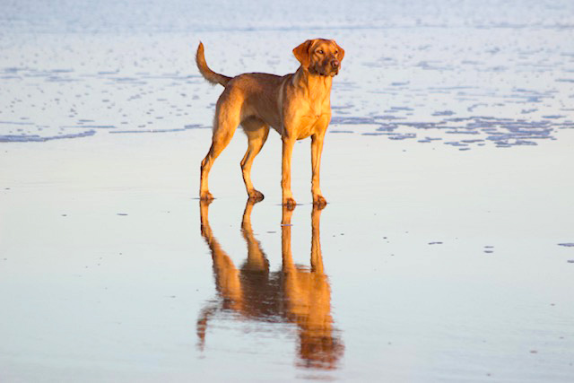 Chocolate Puppy I bred