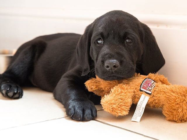 Chocolate Puppy I bred