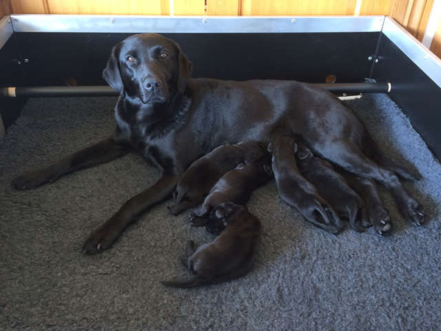 Chocolate Puppy I bred