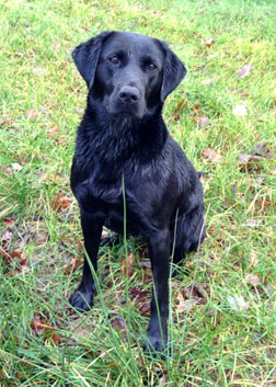 Black Puppy I bred