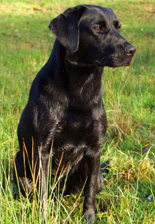 Black Puppy I bred