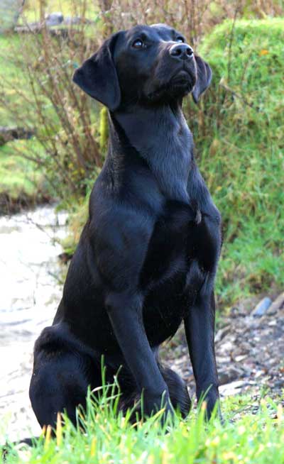 Chocolate Puppy I bred