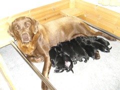 Brandy and her Puppies 1day old
