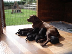 Brandy and her Puppies 2 weeks old