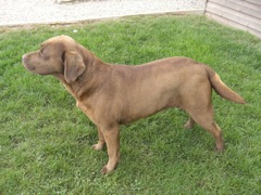 Brandy