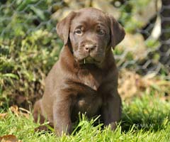 Tiggy a chocolate bitch I bred