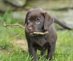 Tiggy a chocolate bitch I bred