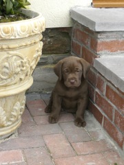 Chocolate Puppy I bred