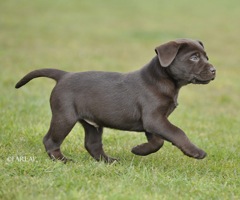 Chocolate Puppy I bred