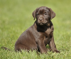 Chocolate Puppy I bred