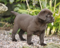 Chocolate Puppy I bred