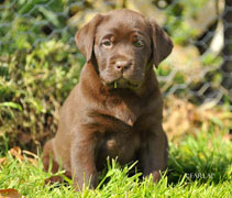 Chocolate Puppy I bred