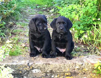 Nellie's puppies